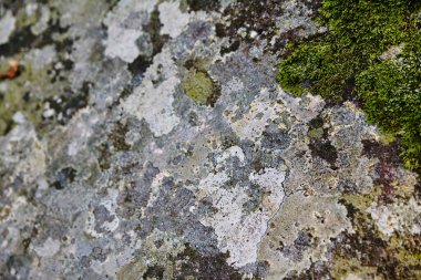 2015 yılında Little River Trail 'de gündüz yürüyüşü sırasında Tennessee' deki Smoky Dağları 'nda yakalanan Lichen ve Yosun Örnekleri' nin yakın çekimi