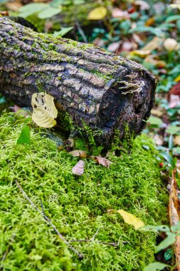 Dumanlı Dağlar, Tennessee 'deki Yosun Ormanı Zemininde Antik Kereste