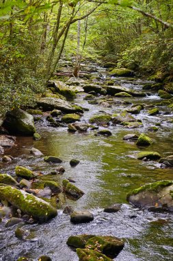 Serene Smoky Dağları Ormanında Geveze Orman