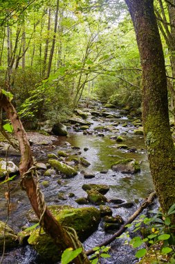 2015 'te Tennessee, Smoky Dağları' ndaki Serene Flowing Stream Ortasında Canlı Yeşillik ve Yosun kaplı Kayalar