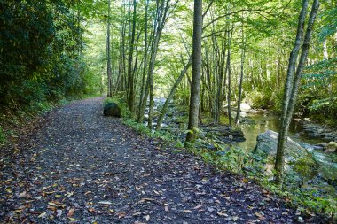 Little River Trail 'de Sakin Sonbahar Sahnesi, Dumanlı Dağlar, Tennessee Doğanın Kalbinde Barışçıl Yürüyüş Macerası