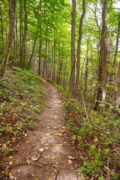 Autumn Hiking Adventure in Smoky Mountains, Tennessee - Tranquil Winding Forest Trail in Early Fall