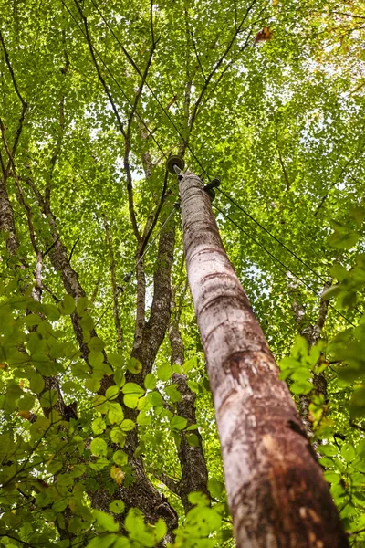Dia Verão Smoky Mountains Tennessee Bosques Verdejantes Com Arboricultura Assistida — Fotografia de Stock