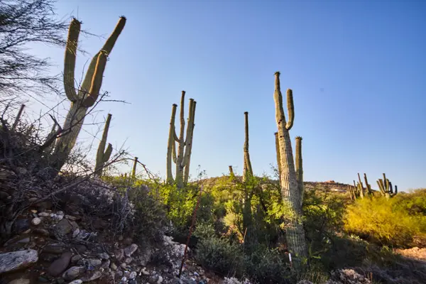 Saguaro kaktüsü Sedona, Arizona, 2016 'da sabahın erken saatlerinde sakin çöl manzarasına hakim.
