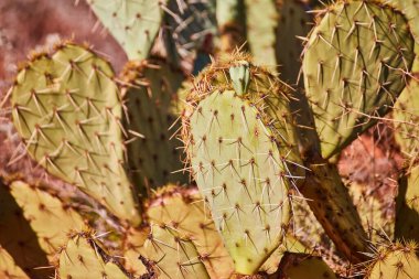 Sedona 'daki parlak Arizona güneşinin altındaki dikenli armut kaktüsünün yakından görüntüsü çöl bitkisinin güzelliğini ve dayanıklılığını gözler önüne seriyor.