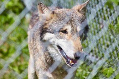 Indiana Wolf Park 'ta Çitin Ardında İfade Veren Kurt 2016 - Vahşi Yaşamı Koruma Araştırması