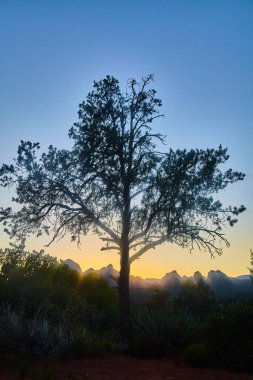 Arizona Alacakaranlığı 'nda yalnız bir ağaç silueti, canlı günbatımı renkleri ve uzak Sedona dağları 2016' dan sakin bir doğa sahnesi..