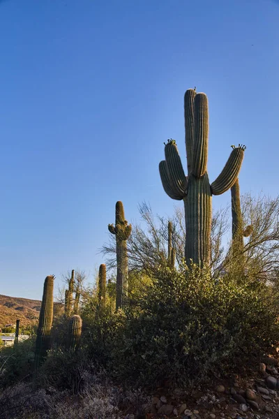 Saguaro cacti dominate serene desert landscape under clear blue sky in Sedona, Arizona, 2016 - a tranquil scene of American Southwests unique beauty at golden hour.