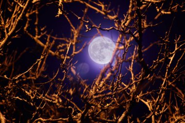 Fort Wayne, Indiana, 2016 'da Yapraksız Ağaç Dallarını Aydınlatan Gizemli Dolunay Gecesi