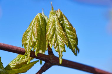 Blue Sky 'a karşı canlı bahar güneşli havada parlıyor, Macro Shot Fort Wayne, Indiana, 2017