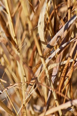 Golden Dry Grass in Ilık Işık Altında, Karmaşık Dokuları ve Derinlikleri Yaklaştır, Fort Wayne, Indiana, 2017.