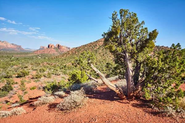 Vibrant Desert Landscape Sedona Arizona Resilient Tree Reddish Orange Soil — Stock Photo, Image