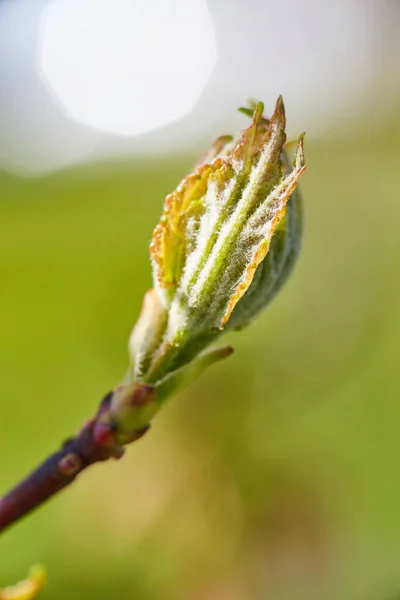 Close-up Macro Shot of Budding Plant, Vibrant Spring Growth in Fort Wayne, Indiana, 2017