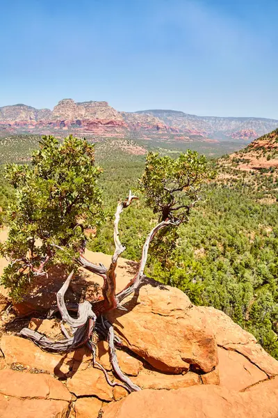 Resilient Tree Foregrounds Stunning Red Rock Formations Clear Blue Sky — Stock Photo, Image