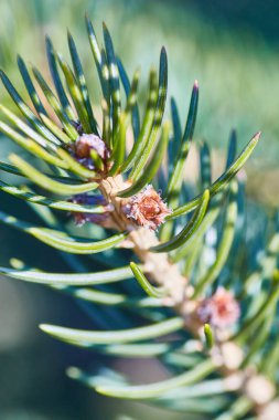 Fort Wayne, Indiana, 2017 'de canlı yeşil bir dala yükselen kozalakların makro ele geçirilmesi.
