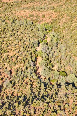 Yoğun Arizona Ormanı 'nın Güneşli Hava Manzarası Sarmal Patikalı, Sedona, 2016' da helikopterden yakalandı.