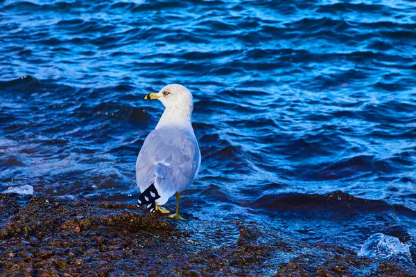 Alert Seagull Rocky Shoreline Lake Superior Michigan Podzim 2017 — Stock fotografie