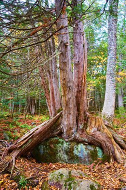 Güz aylarında Michigan ormanlarında kayaları yutan dirençli ağaç azim ve uyum sağlama kabiliyetini gösteriyor.