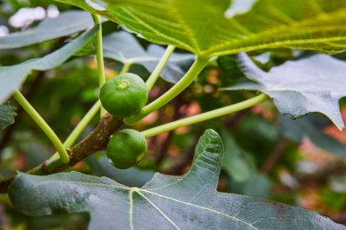 Ann Arbor, Michigan 'daki Matthaei Botanik Bahçeleri' ndeki olgunlaşmamış incirlerin yakın görüntüsü. Organik tarım ve doğal büyümenin canlı bir tasviri.