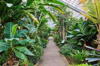 Ann Arbor, Michigan 'daki Matthaei Botanik Bahçeleri' nde canlı bir orman, dingin beton yol boyunca çeşitli tropikal bitkiler sergiliyor..