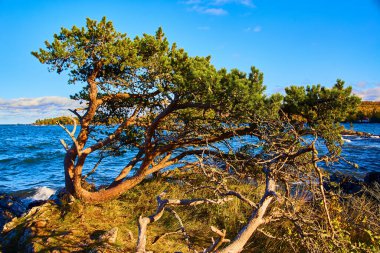Golden Hour 'da Rüzgarlı Çam Ağacı Üstün Göl kıyısında, Michigan, Sonbahar 2017