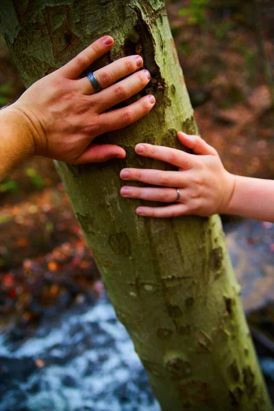 Adult Child Hands Gently Touch Tree Trunk Serene Autumnal Setting — Stock Photo, Image