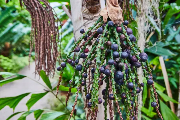 Vibrante Palma Birmana Fishtail Con Bacche Viola Mature Matthaei Botanical — Foto Stock