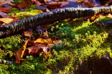 Canlı yeşil yosun, sonbahar yaprakları ve Michigan Macar Şelaleleri 'nin ılıman ormanlarında 2017' de yakalanan bir çiğ tanesi.
