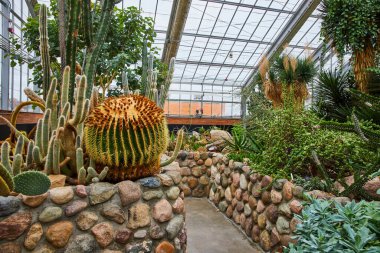 Bereketli kaktüsler ve sulu meyveler Ann Arbor, Michigan 'daki Matthaei Botanik Bahçeleri serasında yumuşak ışıkta güneşleniyor..