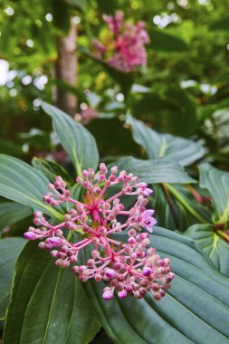 Matthaei Botanik Bahçeleri, Michigan 'da Parlak Pembe Çiçekler