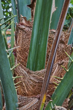 Matthaei Botanik Bahçeleri, Ann Arbor, Michigan 'da desenli bitki gövdesi ve keskin yeşil yapraklar.