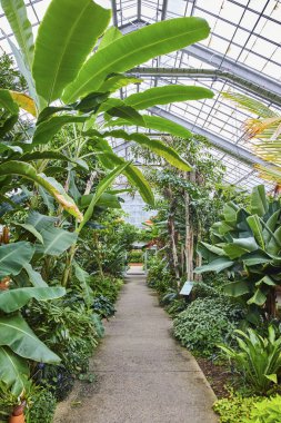 Michigan, Matthaei Botanik Bahçeleri 'ndeki güneş ışığı serası. Beton bir patika boyunca tropik bitkilerle dolup taşıyor.