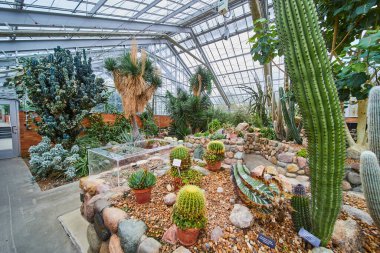 Matthaei Botanik Bahçeleri, Ann Arbor, Michigan 'daki güneş ışığıyla aydınlanan kapalı botanik bahçesinde çeşitli kaktüsler ve sulular.