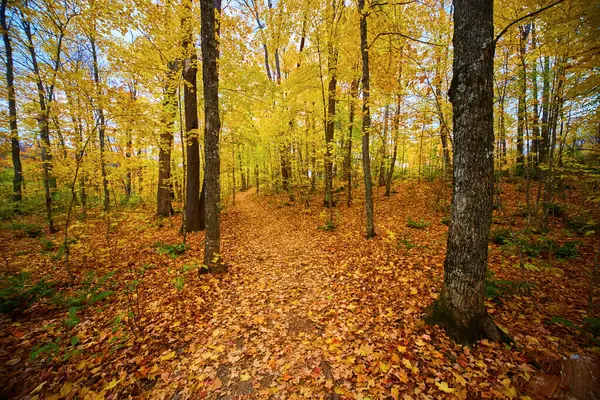Canyon Falls, Michigan 'daki Serene Güz Sahnesi Altın Ağaçlar ve Düşen Yapraklar Yolu, 2017