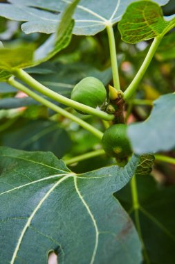 Ann Arbor, Michigan 'daki Matthaei Botanik Bahçeleri' ndeki incir ağacının genç yeşil incir ve karmaşık yaprakları doğal büyüme ve gelişimin güzelliğini vurguluyor..