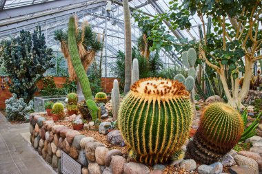 Matthaei, Ann Arbor, Michigan 'daki Kapalı Botanik Bahçesinde Canlı Cacti Koleksiyonu