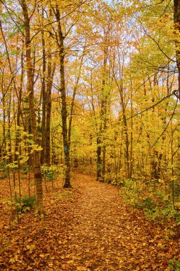 Canyon Falls, LAnse Kasabası, Michigan 'da sonbahar sükuneti - Vibrant Sonbahar Yaprakları Orman Yolu, 2017