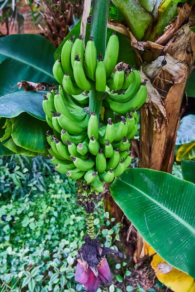 Manojo Plátanos Vibrantes Inmaduros Colgando Árbol Exuberante Jardín Botánico Matthaei — Foto de Stock