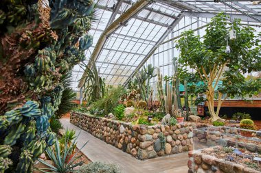 Michigan 'daki Matthaei Botanik Bahçeleri' nde güneşli bir gün. Çok çeşitli çarpıcı kaktüsler ve sulu kaktüsler barındırıyor.