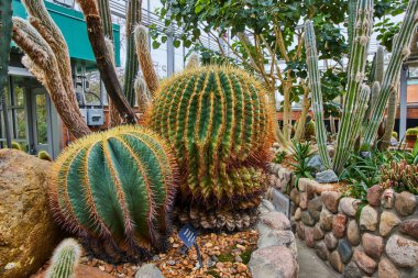 Michigan, Matthaei Botanik Bahçeleri 'nde canlı Kaktüs Gösterimi Bir Seradaki Çöl Flora Çeşitliliğini Resmediyor