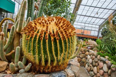 Ann Arbor, Michigan 'daki Matthaei Botanik Bahçeleri' nin serasında yayılmış ışık altında canlı kaktüsler ve sulandırıcılar gelişiyor..