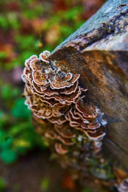 2017 'de yakalanan ve doğal güzelliği ve orman ekolojisini gözler önüne seren, gür Michigan ormanlarındaki yaşlı ağaç kütüklerinde büyüyen bileklik mantarları.