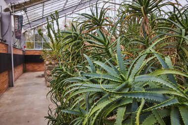 Zengin Aloe Vera bitkileri Matthaei Botanik Bahçeleri, Michigans konservatuvarı, gün ışığı altında çöl bitkileri bölümünü aydınlatıyor..