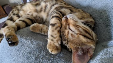 Bengal kedisi huzur içinde uyuyor, gri bir battaniyeye kıvrılmış, desenli paltosu ev hayatının sükunetini ve evcil hayvan sahipliğini vurguluyor..