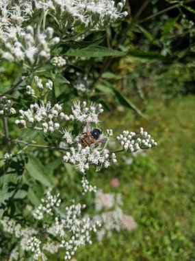 Sunny Indiana Garden 'da Bumblebee Tozlaşan Beyaz Çiçekler