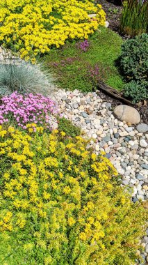 Full Bloom 'daki canlı Bahar Bahçesi, Fort Wayne, Indiana, 2021 Sarı ve Pembe Çiçekler