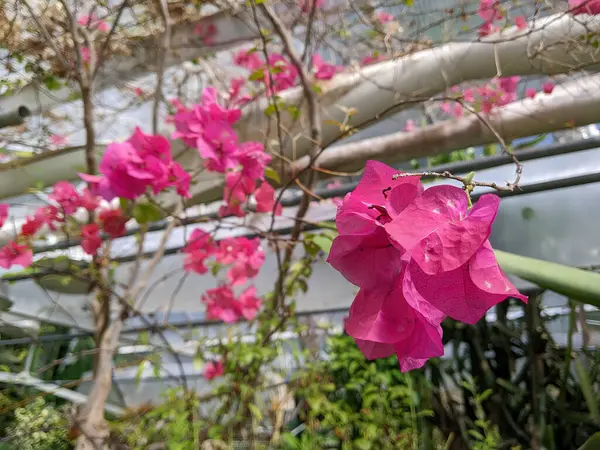 Vibrant Pink Bougainvillea Full Bloom Creating Splash Color Urban Garden — Stock Photo, Image