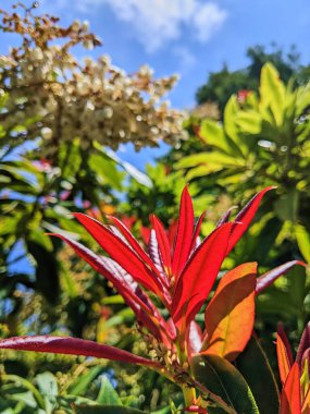 Canlı kırmızı Photinia odak noktasında bulanık beyaz çiçekler ve mavi gökyüzü arkaplanı ile 2023 güneşli Oakland, Kaliforniya bahçesinde