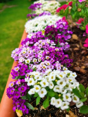 Louisville, Kentucky 'de canlı bir bahar manzarası, güneşli bir gökyüzünün altında, morlardan beyazlara doğru renk değişimini gözler önüne seriyor..