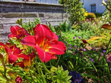Fort Mason, San Francisco, Kaliforniya, 2023 'te güneşli bir konut bahçesinde canlı kırmızı zambaklar.